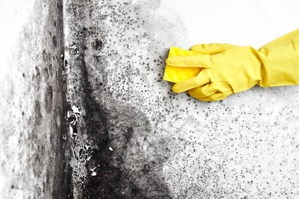 Best Residential Mold Remediation in Pineville, KY