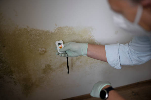 Best Localized Mold Remediation (e.g., coastal areas, humid climates) in Pineville, KY