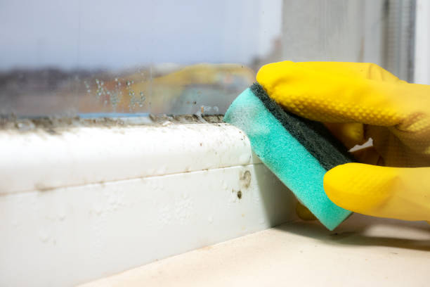 Best Crawl Space Mold Remediation in Pineville, KY