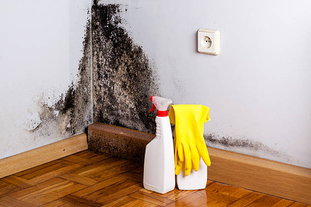 Best Residential Mold Remediation in Pineville, KY